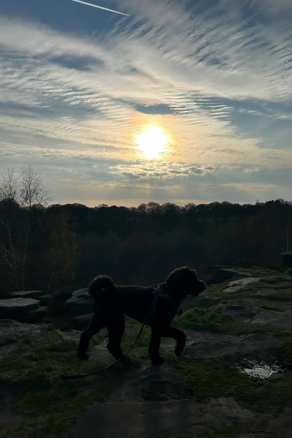 Poodle exploring a quiet Shipley Glen loop