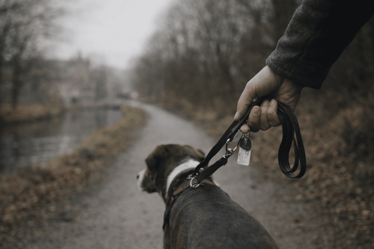 A calm, real-life moment at the front door before a walk — phone, lead, and keys ready.
