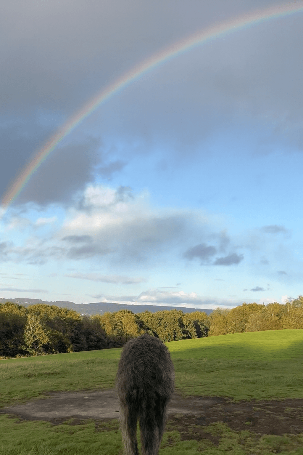 Northcliffe walk after rain — rainbow over the trees